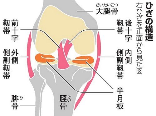 膝の構造