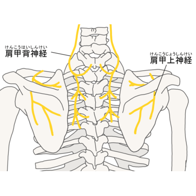 江東区男性が背中と肩甲骨辺りの痛みと強い凝りでメディカルスポーツ整骨院鍼灸院へ